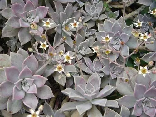 Перламутр (Graptopetalum paraguayense)