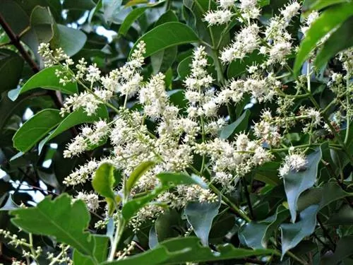 Цветки Ligustrum lucidum белые.