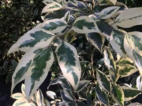 Вид Ligustrum lucidum 'Variegata'