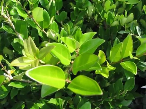 Листья Ligustrum lucidum большие и зеленые.