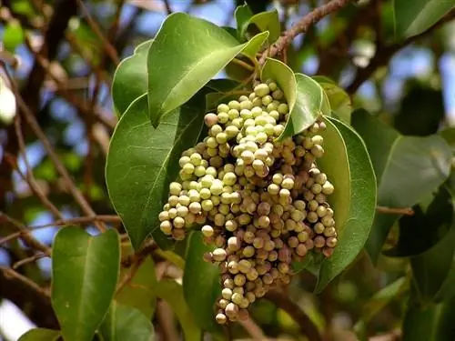 Плоды Ligustrum lucidum круглые.
