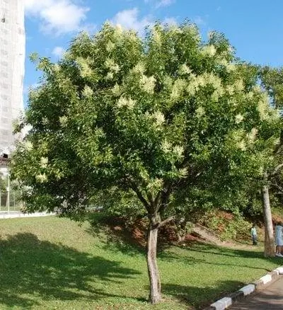 Ligustrum lucidum - идеальное маленькое деревце для небольших садов.