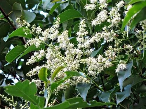 Бирючина древовидная (Ligustrum lucidum)