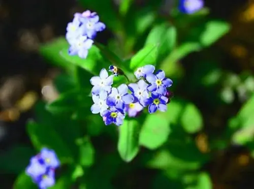 Растение Myosotis можно выращивать в горшке.
