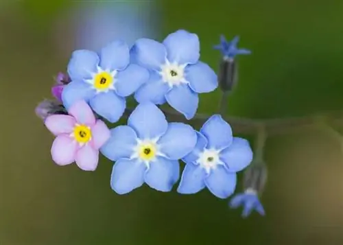 Незабудки (Myosotis)