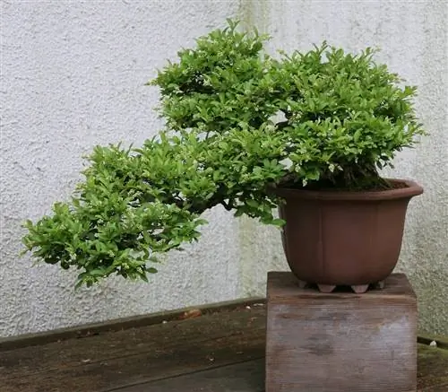 Каков уход за Ligustrum бонсай?