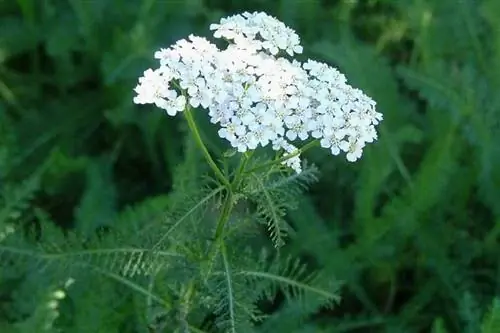 Тысячелистник тысячелистник (Achillea millefolium)