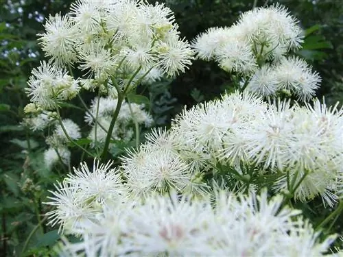 Королева лугов (Filipendula ulmaria)