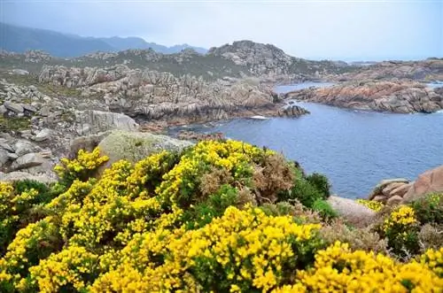 Вид на растение Genista falcata