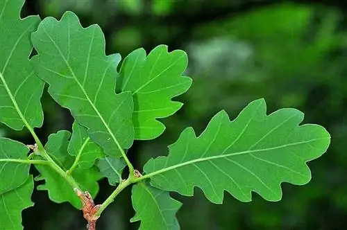 Листья Quercus petraea