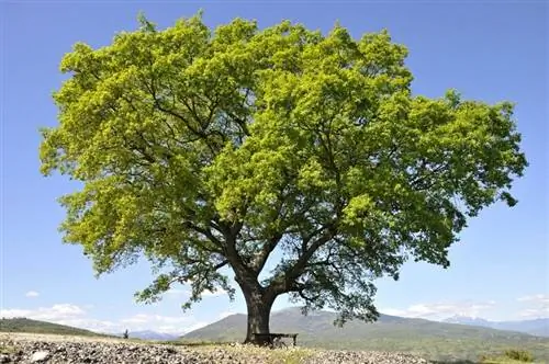 Большой Quercus petraea