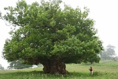 Дуб скальный (Quercus petraea)