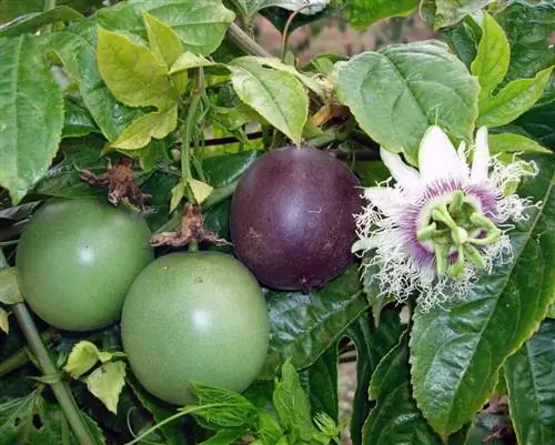 Passiflora edulis дает съедобные плоды.