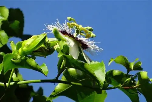 Passiflora edulis - вьющееся растение.