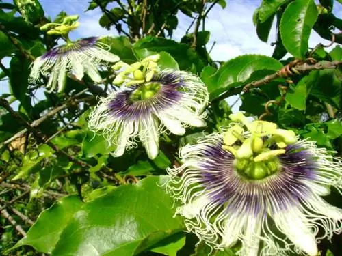 Вид на растение Passiflora edulis 'Flavicarpa'