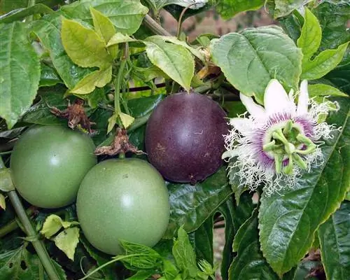 Маракуйя (Passiflora edulis)