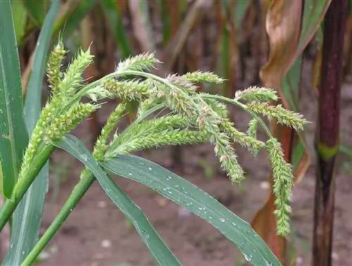 Зубная трава (Echinochloa crus-galli)