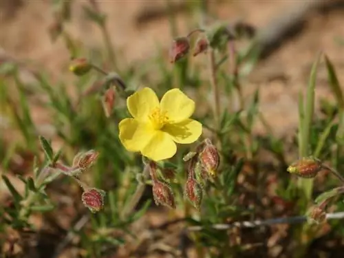 Цветок Helianthemum syriacum