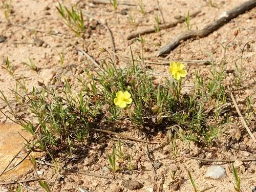 Растение Helianthemum syriacum