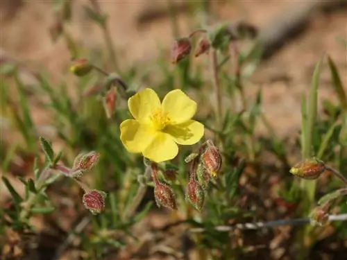 Ромерильо (Helianthemum syriacum)