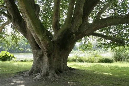 Ствол Platanus orientalis толстый.