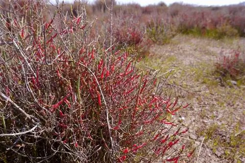 Скорпион соса (Sarcocornia fruticosa)