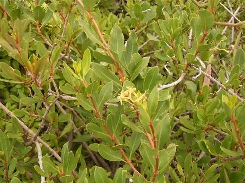 Листья Periploca laevigata