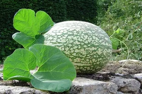 Цитроновая тыква (Cucurbita ficifolia)