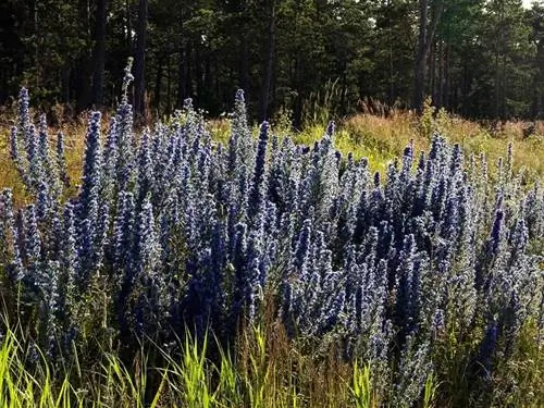 Гадюка (Echium vulgare)