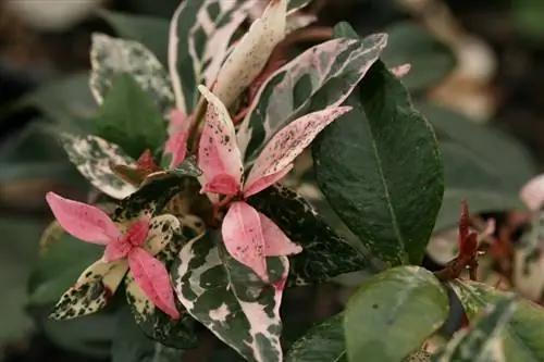 Цветы Trachelospermum jasminoides Цветы Trachelospermum jasminoides