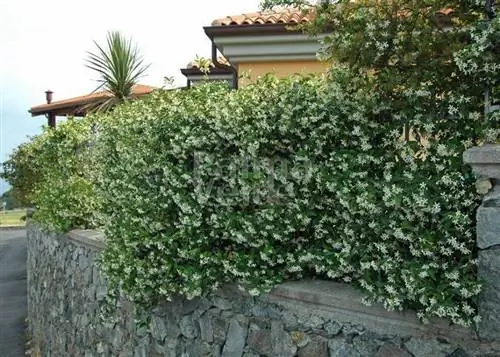 Характеристики Trachelospermum jasminoides Характеристики Trachelospermum jasminoides