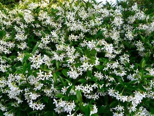 Жасмин звездчатый (Trachelospermum jasminoides)