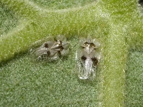 Как контролировать Corythucha ciliata?
