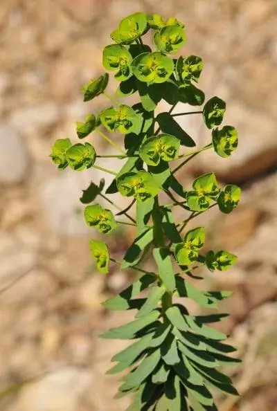 Растение Euphorbia segetalis Растение Euphorbia segetalis