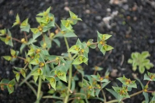 Молочай мелкий (Euphorbia segetalis)