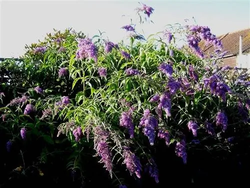 Окраска цветка Buddleja davidii