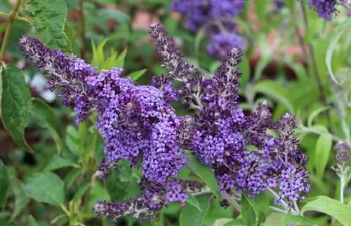 Кустовая бабочка (Buddleja davidii)