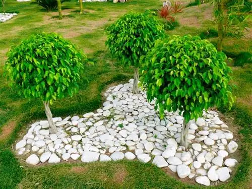 Фикус Даниэль (Ficus benjamina 'Danielle')