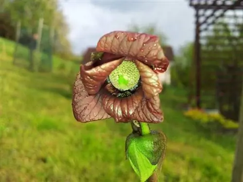 Цветок азимины трехлопастной