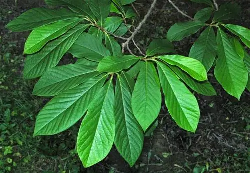 Азимина (Asimina triloba)