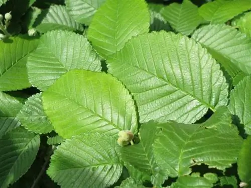 Листья Ulmus minor опадающие.