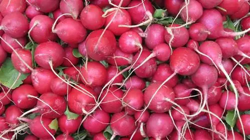Редис (Raphanus sativus)