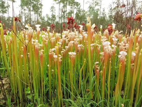 Вид на Sarracenia leucophylla