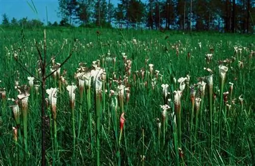 Вид на Sarracenia leucophylla