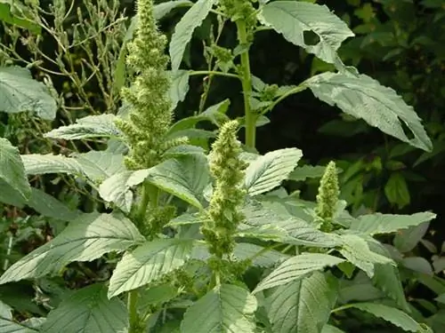 Косичка (Amaranthus retroflexus)