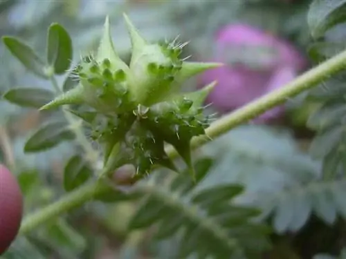 дикий кустарник под названием albrojo или Tribulus terrestris