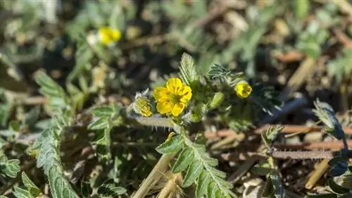 Калтроп (Tribulus terrestris)
