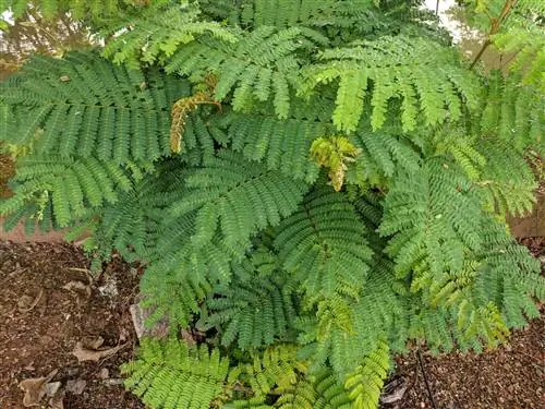 Хуахе (Leucaena leucocephala)