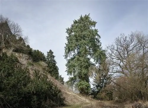 Дугласовая пихта взрослая