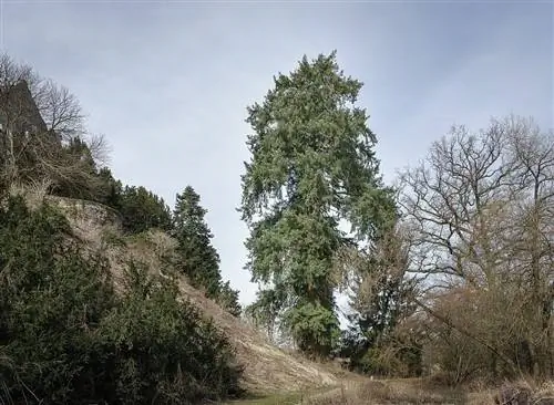 Пихта Дугласа (Pseudotsuga menziesii)